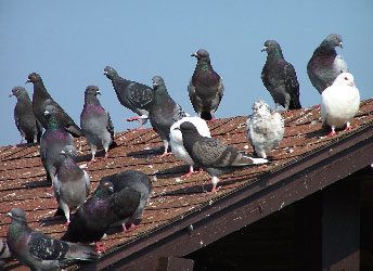 exteriors health safety bird control