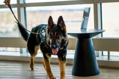 K9 security