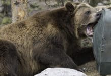 bear resistant trash cans