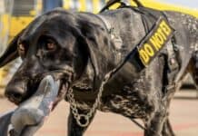 TSA, Explosives Detection Canine